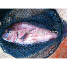 Frozen Red Seabream Price